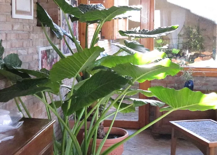 Frühstückspension Il Papavero Relais